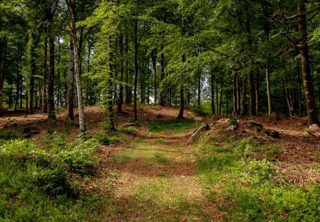 Ferienhaus in Lidhult - Ferienhaus mit traumhafter Seelage und Panoramablick auf den Bolmensee | SE06006