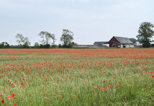 Ferienhaus in Färjestaden - Neu gebautes gemütliches Ferienhaus auf der Ostseite von Öland I SE04030