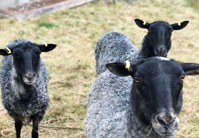 Ferienwohnung in Laholm - Kockabygget: Ländliche Wohnung bei Hallandsåsen, Laholm | SE02059 Ferienwohnung in Laholm - Kockabygget: Ländliche Wohnung bei Hallandsåsen, Laholm | SE02059