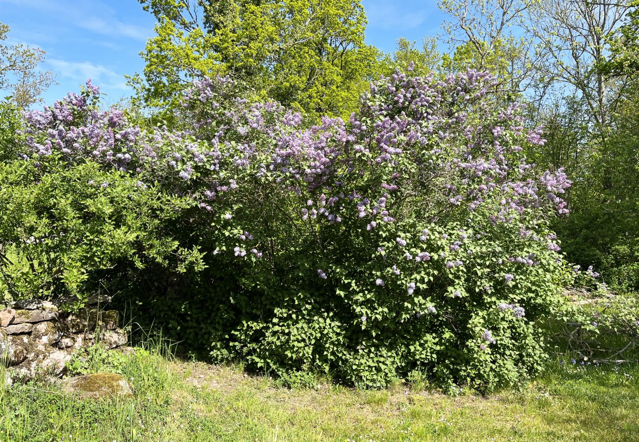 Ferienhaus in Borgholm - Rotes kleines Häuschen auf Öland, umgeben von grasenden Schafen I SE04032