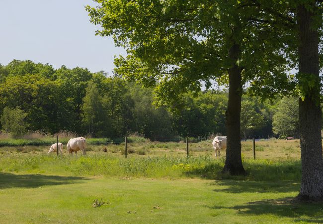 Ferienhaus in Ljungbyholm - Renoviertes Ferienhaus mit SPA, 200 m vom Meer entfernt | SE05039 Ferienhaus in Ljungbyholm - Renoviertes Ferienhaus mit SPA, 200 m vom Meer entfernt | SE05039