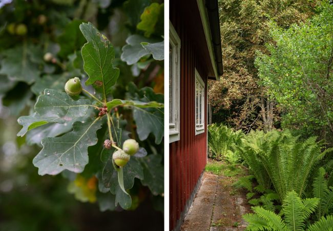 Ferienhaus in Hässleholm - Schönes Ferienhaus außerhalb von Hässleholm | SE01017