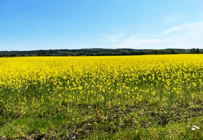 Ferienhaus in Eldsberga - Ferienunterkunft im ehemaligen Schusterhaus in Eldsberga bei Halmstad | SE02062