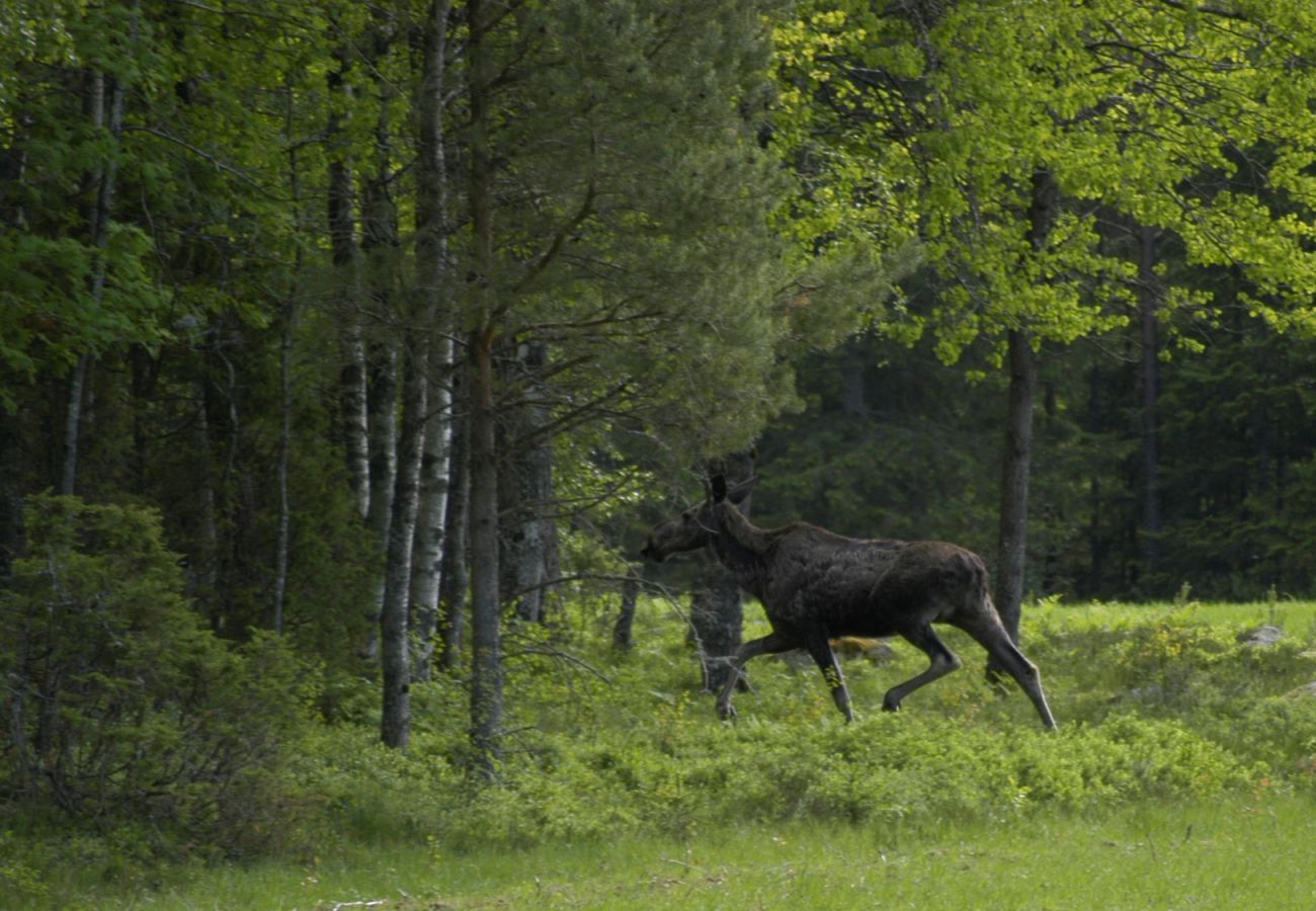Ferienhaus in Högsäter - Gemütliches Ferienhaus bei Kroppefjäll in Högsäter | SE17012