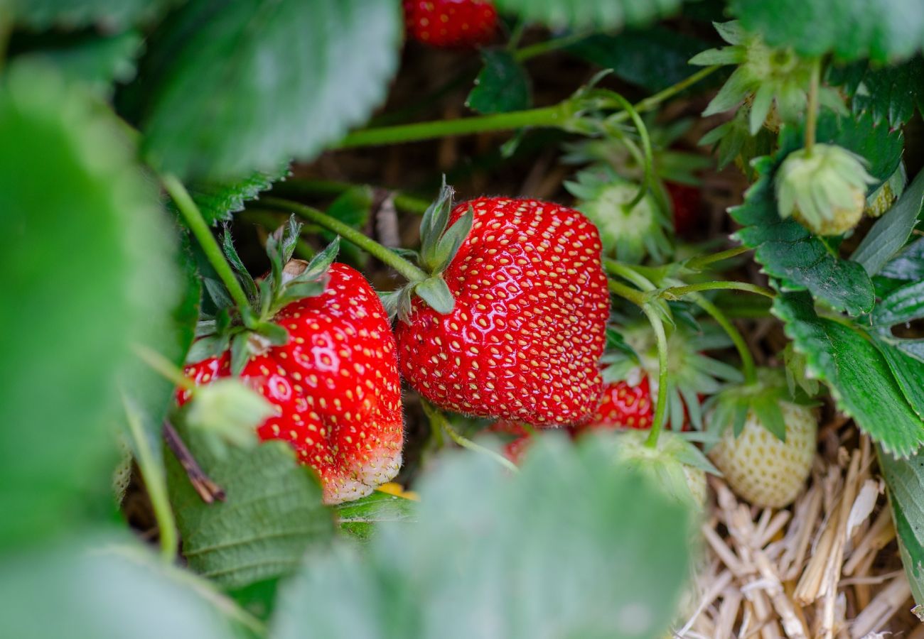 Landhaus in Henån - Neu erbautes Ferienhaus in Meeres- und Naturnähe in Henån | SE09152