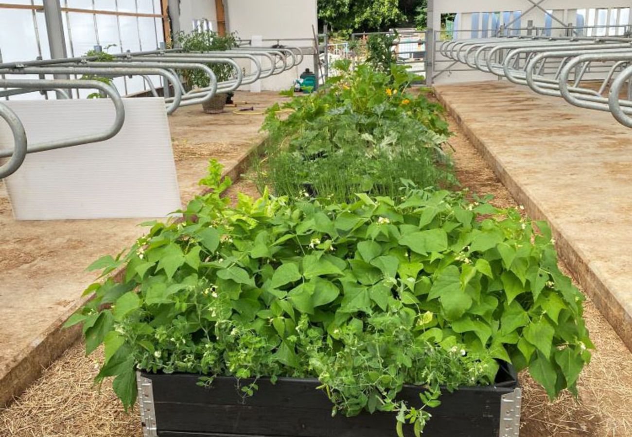 House in Henån - Fresh apartment on western Orust near Nösund | SE09122