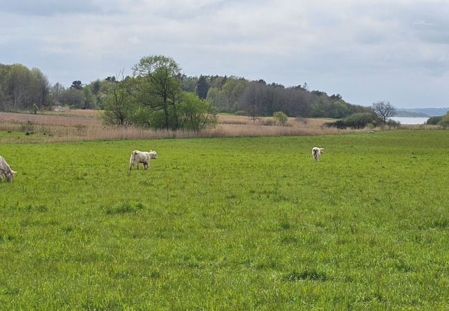 House in Varekil - Dogfriendly House in Hjälmvik with Sea Glimpse | SE09114 House in Varekil - Dogfriendly House in Hjälmvik with Sea Glimpse | SE09114