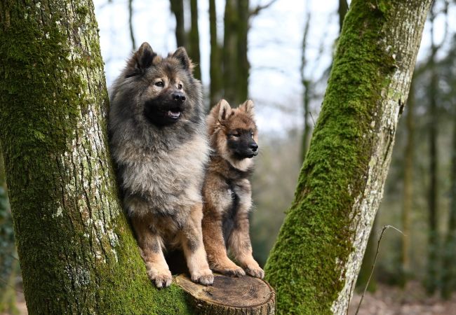 House in Varekil - Dogfriendly House in Hjälmvik with Sea Glimpse | SE09114 House in Varekil - Dogfriendly House in Hjälmvik with Sea Glimpse | SE09114