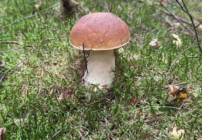 House in Laholm - Peaceful cottage at the edge of the forest – near Laholm |SE02119 House in Laholm - Peaceful cottage at the edge of the forest – near Laholm |SE02119