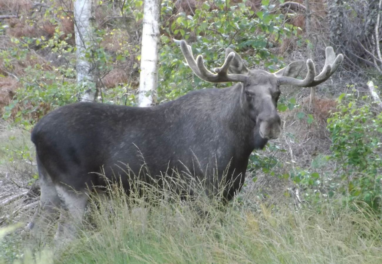 House in Henån - Fresh cottage with lake view and rowing boat | SE09156
