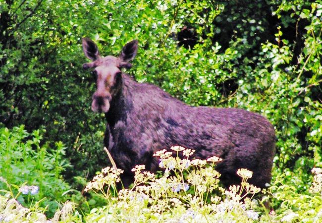 Stuga i Mellerud - Mysig stuga på Dalboslätten nära Vänern |SE17011 Stuga i Mellerud - Mysig stuga på Dalboslätten nära Vänern |SE17011