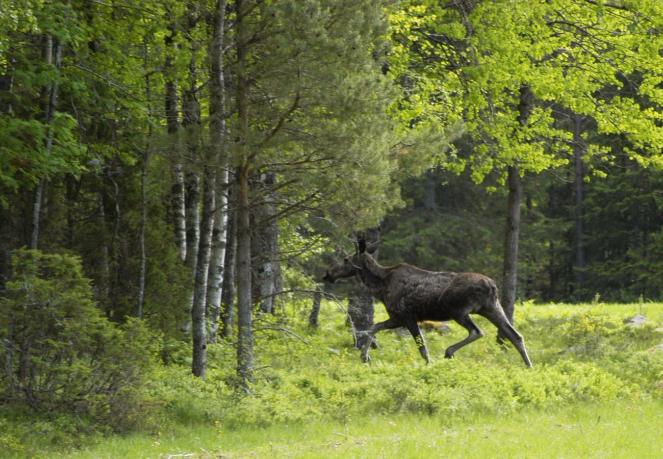 Stuga i Mellerud - Mysig stuga på Dalboslätten nära Vänern |SE17011