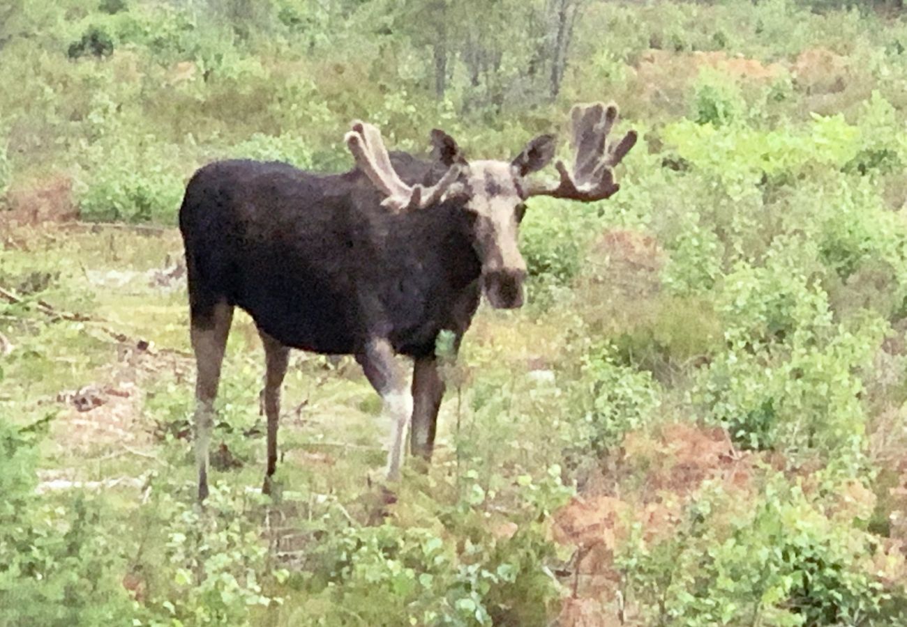 Stuga i Mellerud - Mysig stuga på Dalboslätten nära Vänern |SE17011