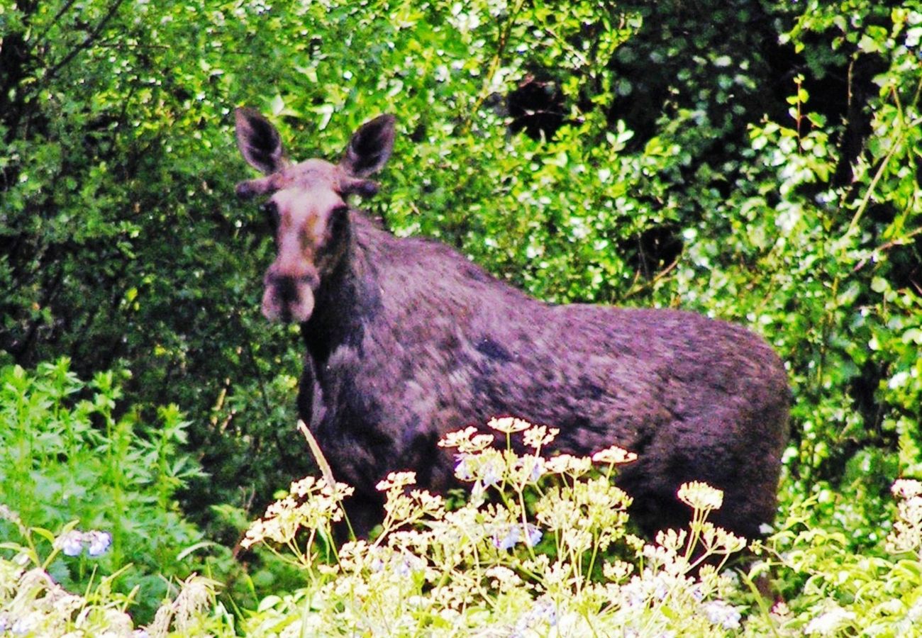 Stuga i Mellerud - Mysig stuga på Dalboslätten nära Vänern |SE17011