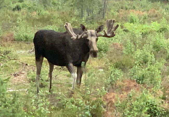 Stuga i Landvetter - Mysig stuga med 10 bäddar nära Landvetter | SE08045