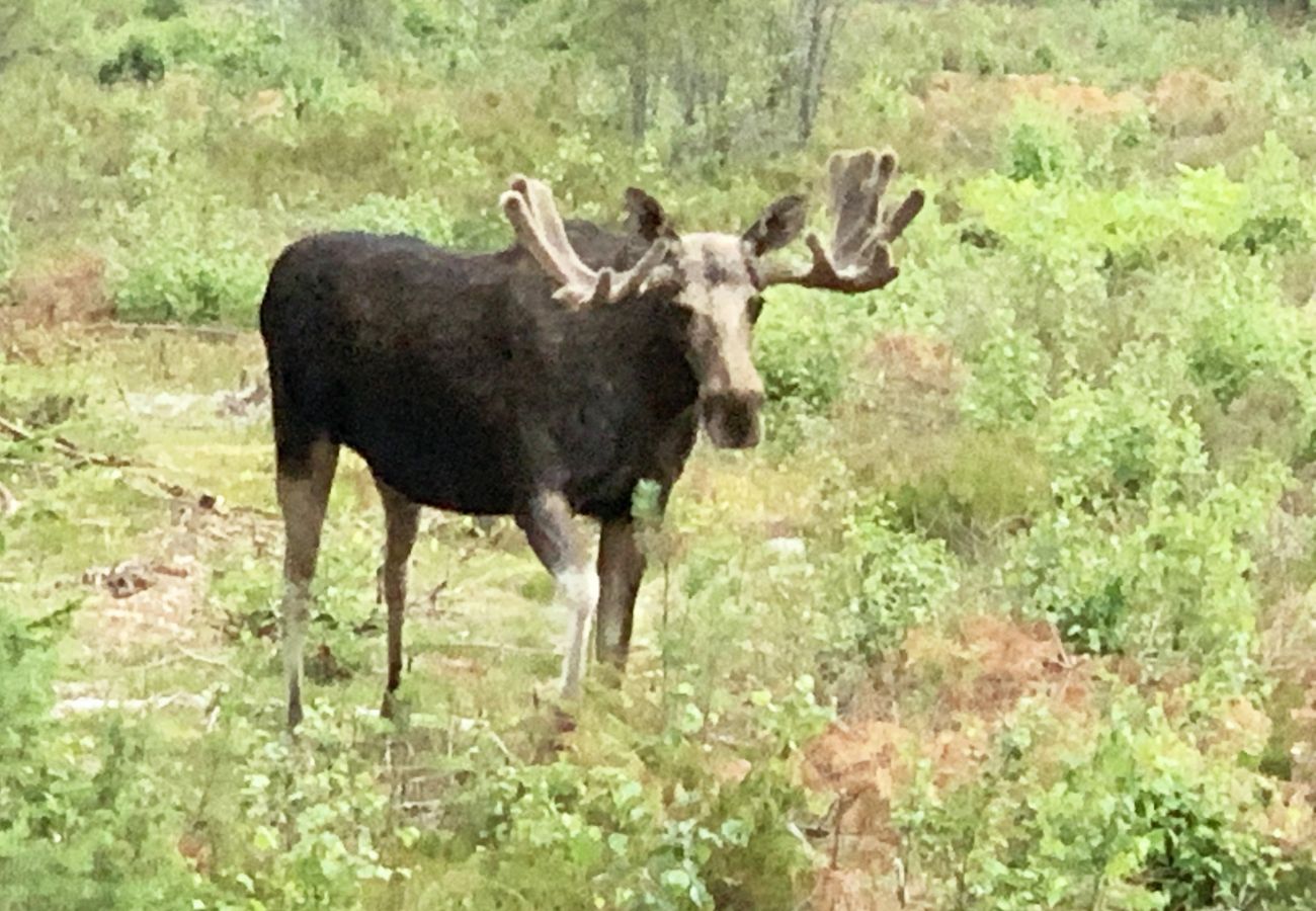 Lägenhet i Borås - Fräsch lägenhet utsikt över sjö nära Borås | SE08046