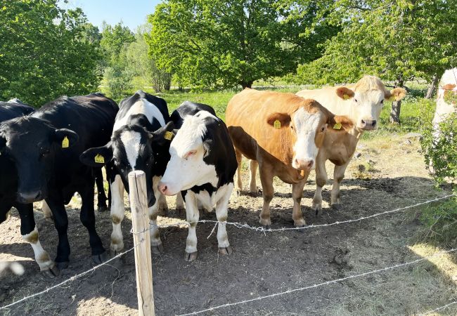 Stuga i Virserum - Äldre mangårdsbyggnad i Virserum med närhet till sjö | SE05034 Stuga i Virserum - Äldre mangårdsbyggnad i Virserum med närhet till sjö | SE05034