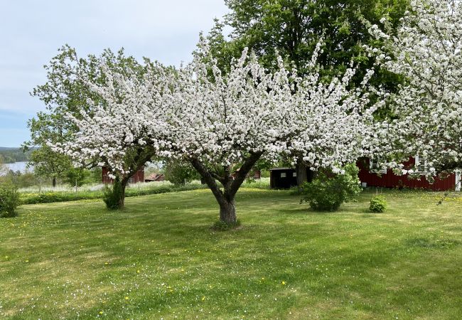 Stuga i Gullringen - Trivsam röd stuga på landet utanför Vimmerby I SE05038