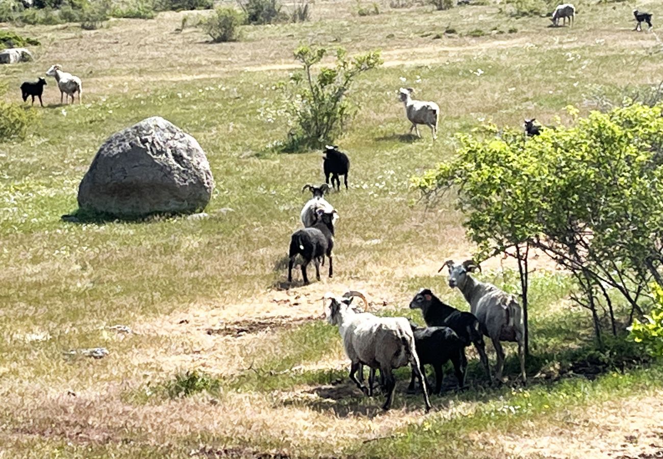 Stuga i Borgholm - Röd liten torpstuga på Öland omgiven av betande får I SE04032