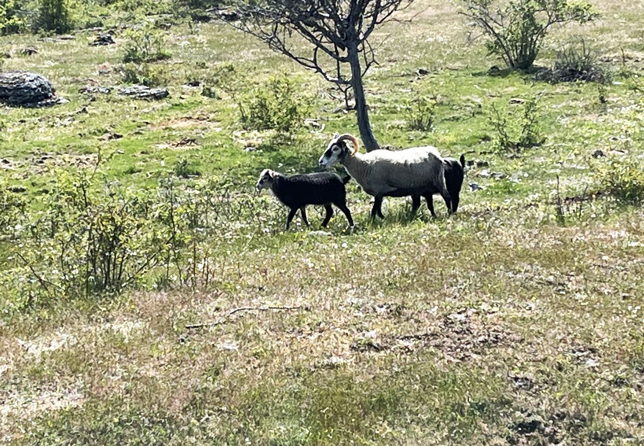 Stuga i Borgholm - Röd liten torpstuga på Öland omgiven av betande får I SE04032