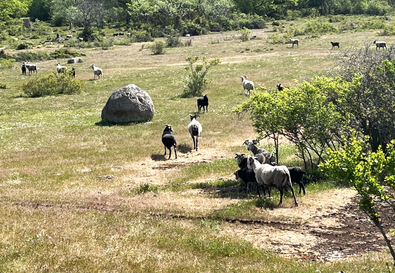 Stuga i Borgholm - Fin stuga på Öland med betande får i omgivningen I SE04033