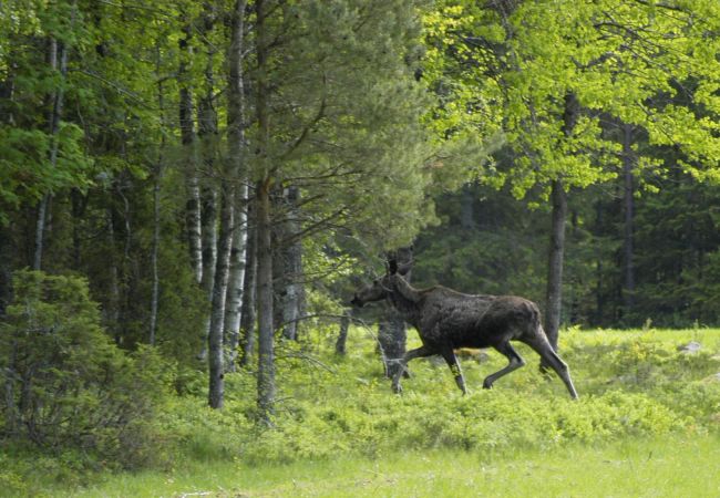 Stuga i Varekil - Sommarvilla på landet vid Varekil/Orust | SE09062 Stuga i Varekil - Sommarvilla på landet vid Varekil/Orust | SE09062