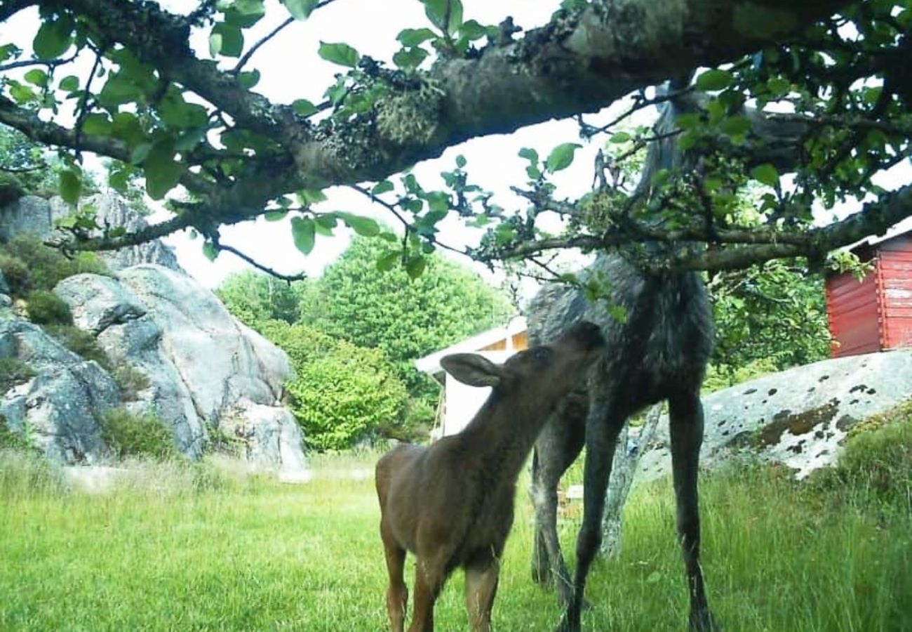 Stuga i Hjälteby - Stuga med naturtomt och bastu på Mjörn | SE09134