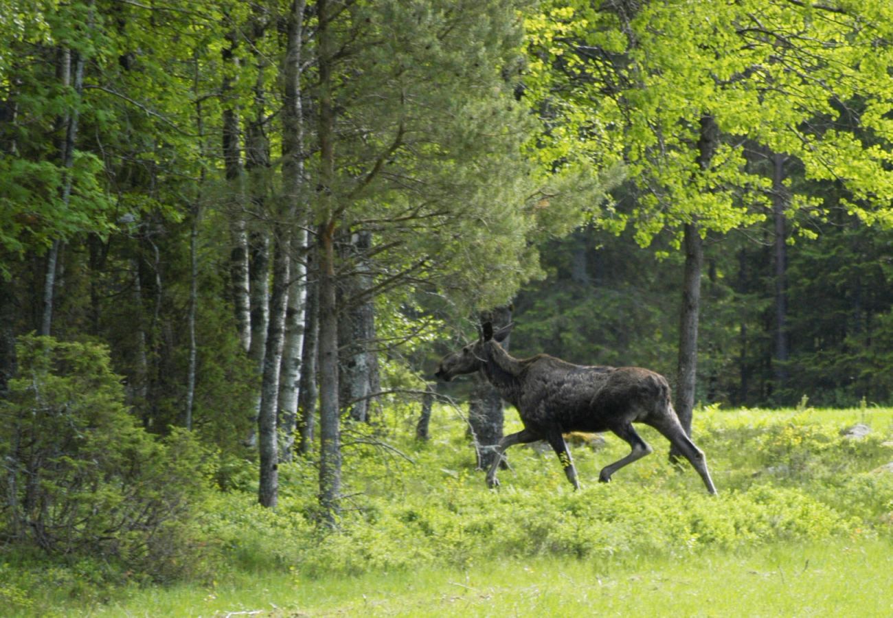Stuga i Skillingsfors - Avskild stuga i vacker vildmark, Skillingsfors | SE18032