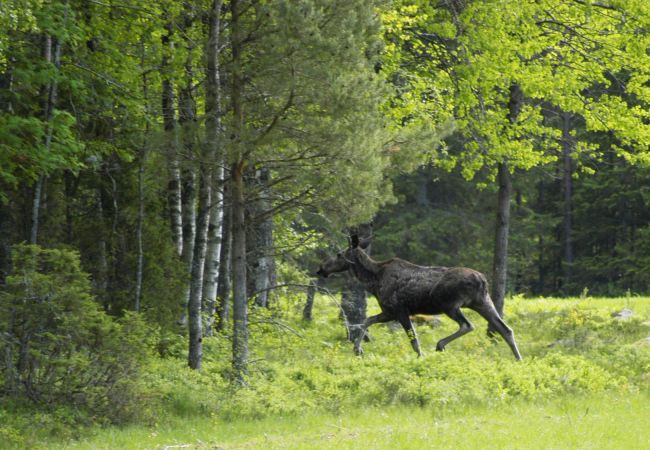 Stuga i Hjo - Charmigt semesterboende med utsikt över landskapet och närhet till Vättern |SE08084 Stuga i Hjo - Charmigt semesterboende med utsikt över landskapet och närhet till Vättern |SE08084