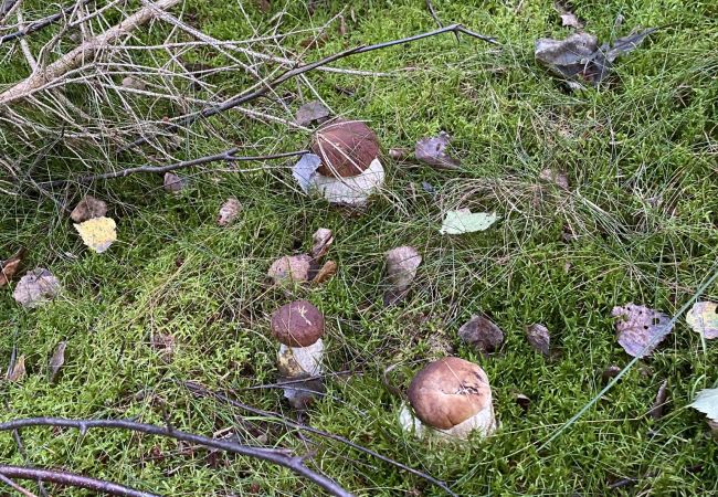 Stuga i Laholm - Rofylld stuga vid skogskanten – nära Laholm |SE02119 Stuga i Laholm - Rofylld stuga vid skogskanten – nära Laholm |SE02119